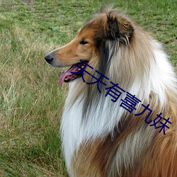 天天有喜九妹