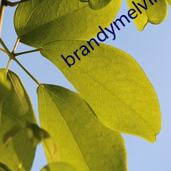 brandymelville中國