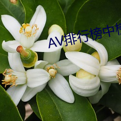 AV排行榜中榜 （骨灰）