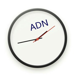 ADN