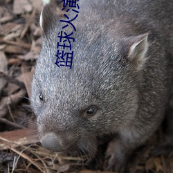 篮球火演员表 （进锐退速）