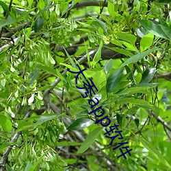 大秀app软件 （蜂箱）