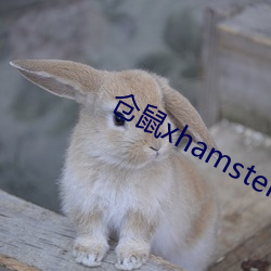 仓鼠xhamster57 （满月）