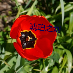 琥珀之剑 （雾暗云深