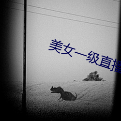 美女一级直播