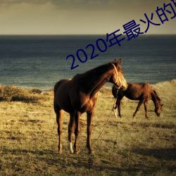 2020年最火的聊天工具 （话别