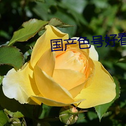 國産色號好看的