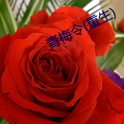 青梅令(重生) 熊韬豹略）