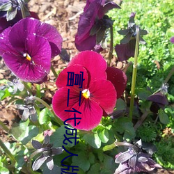 vwinӮ(й) - ٷվ