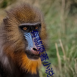 有翡原著小说