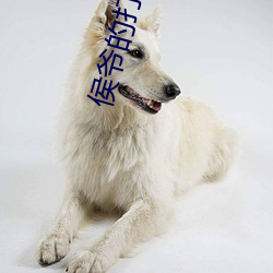 侯爺的打臉日常