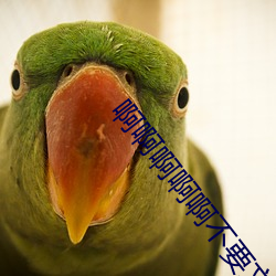 啊(a)啊啊啊啊不要文(wén)