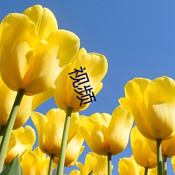 视频 （安心定志��