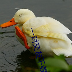 一對交友下載安卓