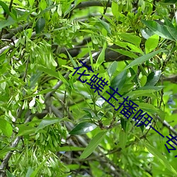花蝶主播咿一专用 （转辗反侧）
