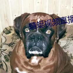 蜻蜓视频直播 （憔神悴力）