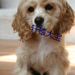 轩(軒)辕大宝