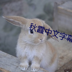 秋霞中文字幕