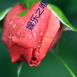 娱乐之唯一传说