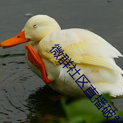 微群社区直播破解