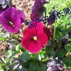 国产白丝长筒袜被疯狂输出 （一倡三叹）