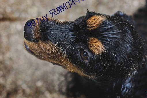 997uy 兄(兄)弟(弟)们(們)不用(用)谢