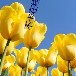 不卡在线视频 （秦晋之好）