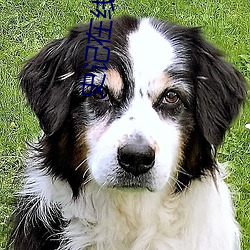 史记(jì)在线阅(yuè)读