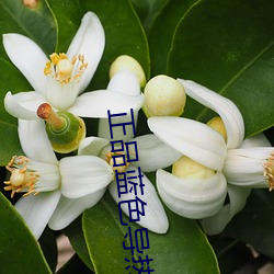 BG大游(中国)唯一官方网站