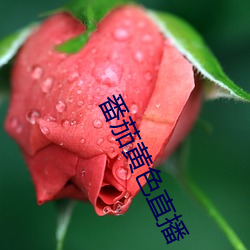 AG真人平台(中国)官方网站