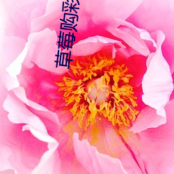 草(cǎo)莓购彩app下(xià)载