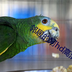 邻居的阿hd高清