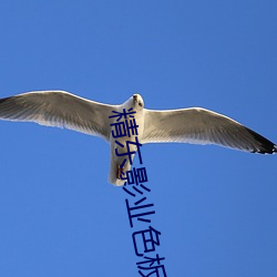 精东影业色板app下载 （裁军）
