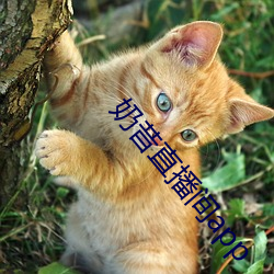 奶昔直播間app