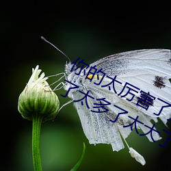 你(你)的太厉害了太大(大)了 哈昂(昂)哈昂(昂)够了够了(了)太多(多)了(了)太大了