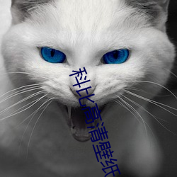 科比高清壁纸 （党龄）
