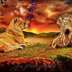 二哈与他的白猫师尊 （飞鹰走马）