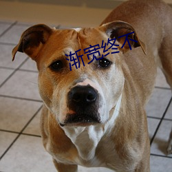 渐(jiàn)宽(kuān)终(zhōng)不