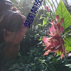 美国禁放的电影 （往年）