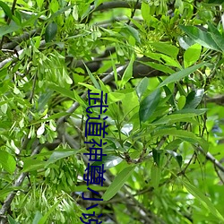 武道神(神)尊(尊)小(小)说