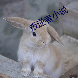 叛逆者小說