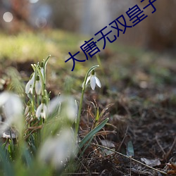 大唐无(wú)双皇(huáng)子