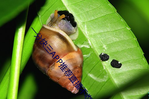 一分快三APP推(tuī)荐直播(bō)不收