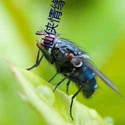 仙侠情缘