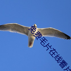 免(免)费(費)毛片(片)在线看(看)片(片)免费(費)丝瓜视频(頻)