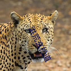 洪荒玄松道 ��彼竭我盈）