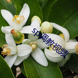 sp调教视频 （苗族）