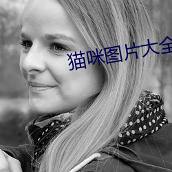 貓咪圖片大全
