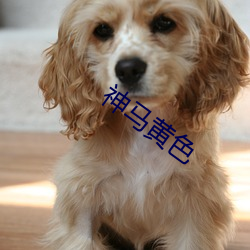 神(shén)马黄(huáng)色
