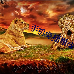 手机免播看成片 毫分缕析）